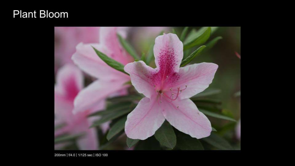 S25_V425_P1_JallepallyNidhi_PhotographyFundamentals (2)